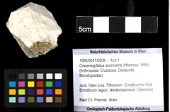 Foto (Objekt + Etiketten) von Cracensigillatus acutirostris (Moericke, 1889) 